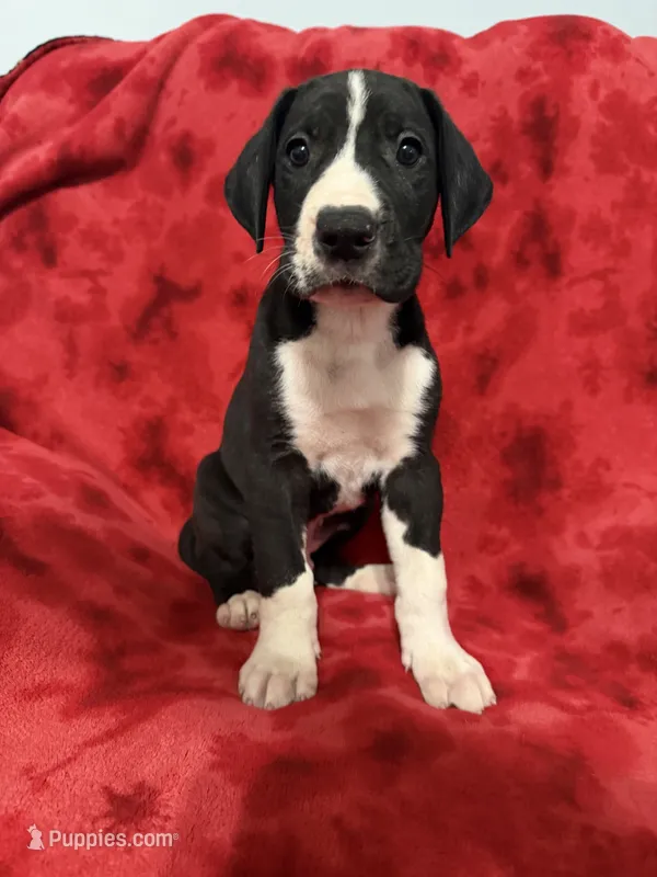 Puppy 3 – Great Dane puppy for sale in Hardinsburg, IN