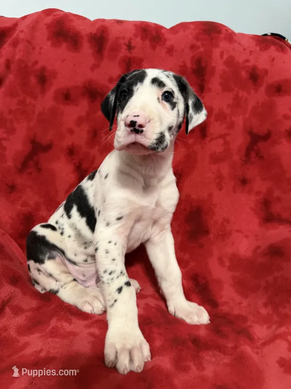 Puppy 2 – Great Dane puppy for sale in Hardinsburg, IN