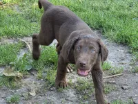 Maverick, a male Labrador Retriever for sale in Ruthven, IA – 2 of 5