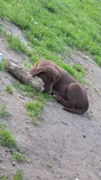 Maverick, a male Labrador Retriever for sale in Ruthven, IA – 4 of 5