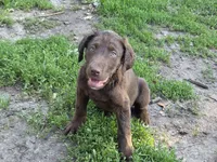 Maverick, a male Labrador Retriever for sale in Ruthven, IA – 1 of 5