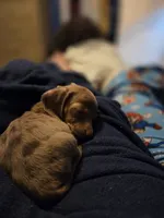 Nina Simone, a female Miniature Dachshund for sale in Newport News City, VA – 5 of 5