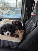 Nina Simone, a female Miniature Dachshund for sale in Newport News City, VA – 3 of 5