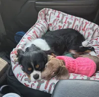 Nina Simone, a female Miniature Dachshund for sale in Newport News City, VA – 2 of 5