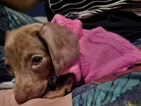 Nina Simone, a female Miniature Dachshund for sale in Newport News City, VA – 4 of 5