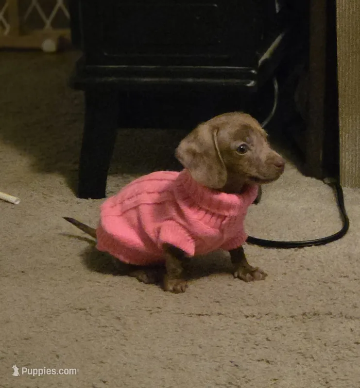 Nina Simone – Miniature Dachshund puppy for sale in Newport News City, VA