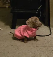 Nina Simone, a female Miniature Dachshund for sale in Newport News City, VA – 1 of 5