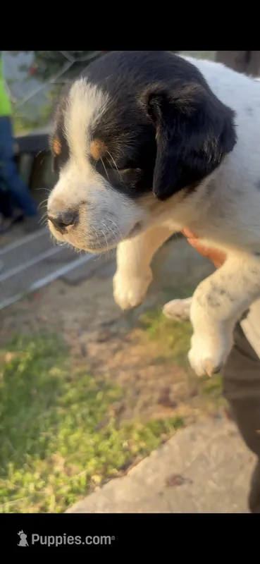 Cleo  – Labrador Retriever puppy for sale in Atlanta, GA