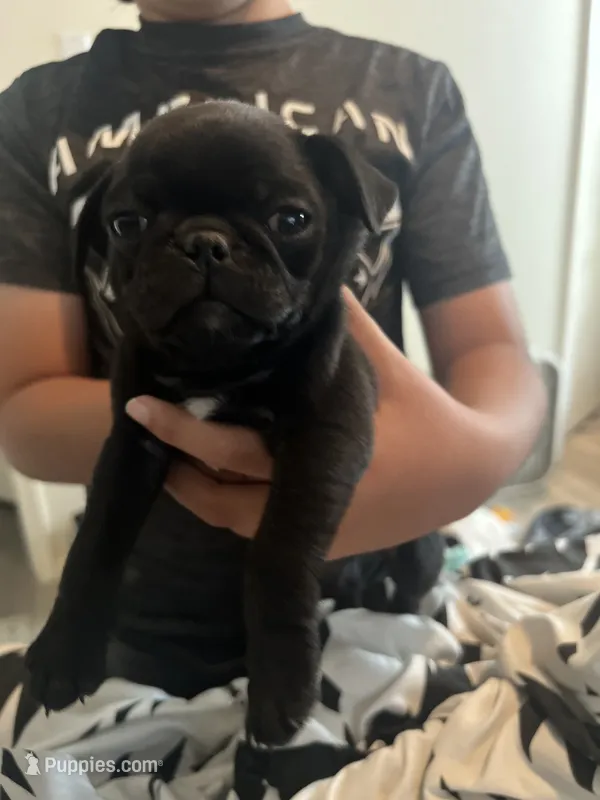 Bolt  – Pug puppy for sale in Albuquerque, NM