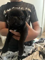 Bolt , a male Pug for sale in Albuquerque, NM – 1 of 2