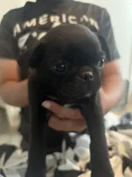 Bolt , a male Pug for sale in Albuquerque, NM – 2 of 2