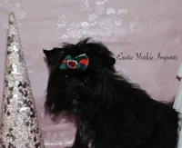 Prince Lenardo , a male Yorkshire Terrier for sale in Clarksdale, MO – Photo 2 of 2