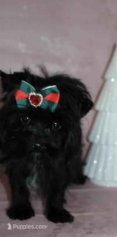 Prince Lenardo  – Yorkshire Terrier puppy for sale in Clarksdale, MO