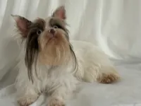 Chanel , a female Yorkshire Terrier for sale in Clarksdale, MO – 2 of 2