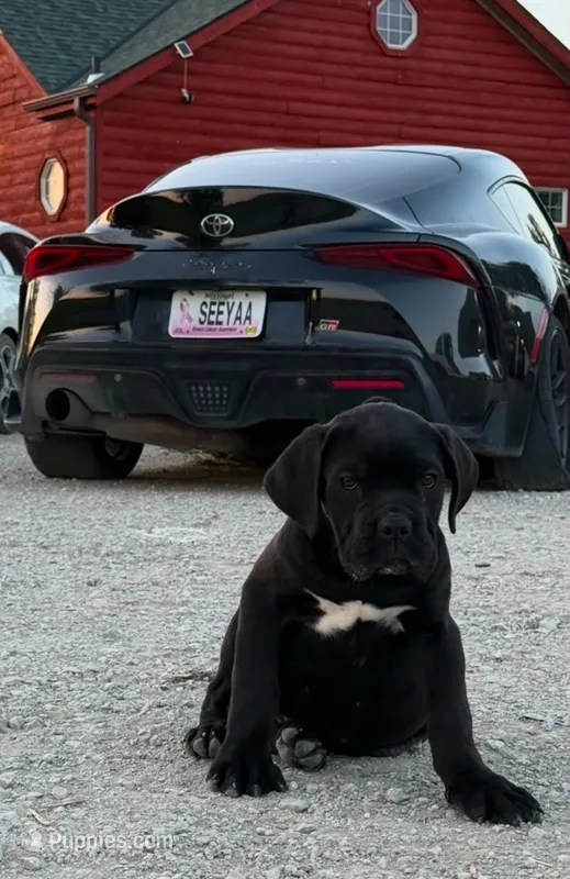 Alpha  – Cane Corso puppy for sale in Clarksdale, MO