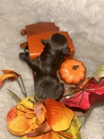 Rusty, a male Yorkshire Terrier for sale in Clarksdale, MO – 2 of 2