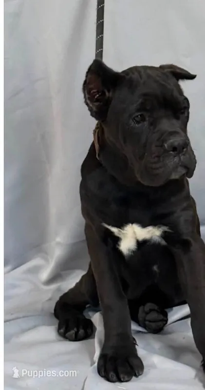 Bella  – Cane Corso puppy for sale in Clarksdale, MO