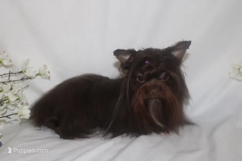Melania – Yorkshire Terrier puppy for sale in Clarksdale, MO
