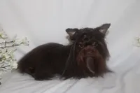 Melania, a female Yorkshire Terrier for sale in Clarksdale, MO – 1 of 3