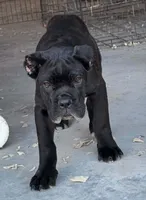 Stella, a female Cane Corso for sale in Clarksdale, MO – 2 of 3
