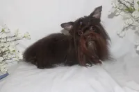 Melania, a female Yorkshire Terrier for sale in Clarksdale, MO – 2 of 3