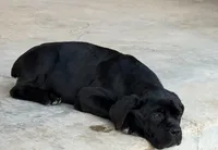 Alpha , a female Cane Corso for sale in Clarksdale, MO – 2 of 2