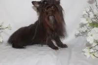Melania, a female Yorkshire Terrier for sale in Clarksdale, MO – 3 of 3