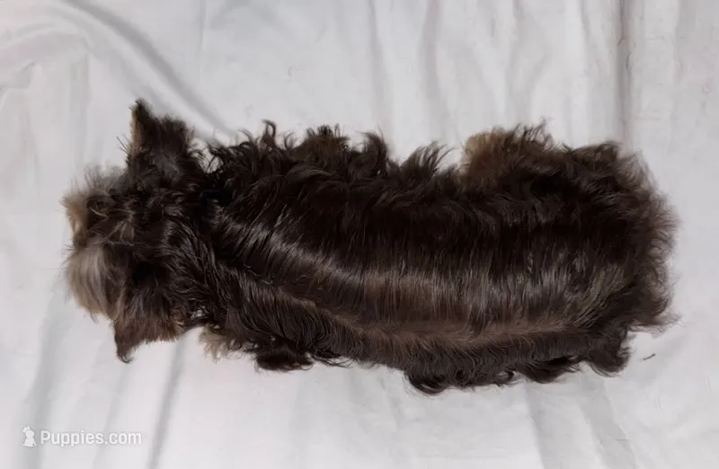 Mini – Yorkshire Terrier puppy for sale in Des Moines, IA