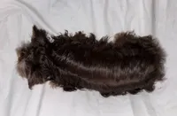 Mini, a female Yorkshire Terrier for sale in Clarksdale, MO – 2 of 3