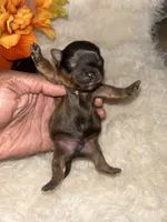 Melvin, a male Yorkshire Terrier for sale in Clarksdale, MO – 4 of 4