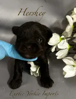 Hershey, a female Yorkshire Terrier for sale in Clarksdale, MO – 1 of 1