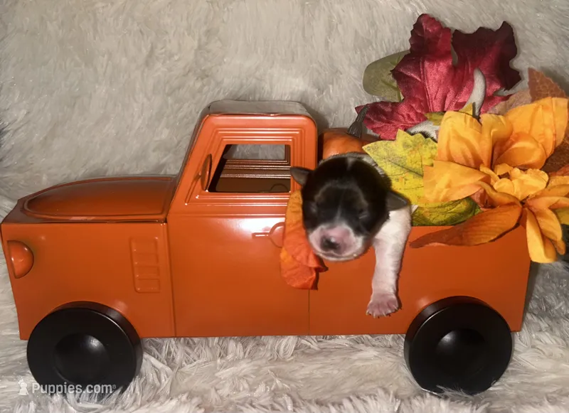 Trixy – Yorkshire Terrier puppy for sale in Clarksdale, MO