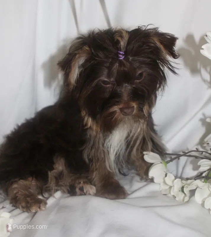 Mini – Yorkshire Terrier puppy for sale in Clarksdale, MO