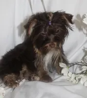 Mini, a female Yorkshire Terrier for sale in Clarksdale, MO – 1 of 3