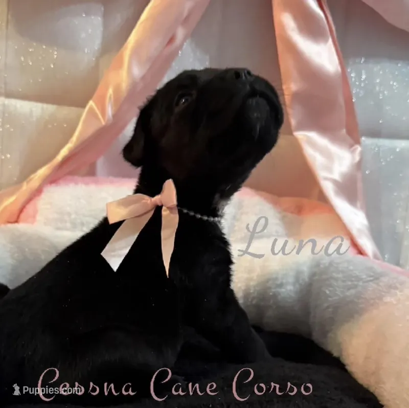 Luna, a female Cane Corso for sale in Clarksdale, MO – Photo 1 of 2