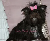 Malania, a female Yorkshire Terrier for sale in Clarksdale, MO – Photo 2 of 2