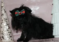 Prince Lenardo, a male Yorkshire Terrier for sale in Clarksdale, MO – Photo 2 of 2