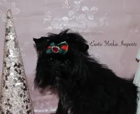 Prince Lenardo, a male Yorkshire Terrier for sale in Clarksdale, MO – Photo 1 of 2