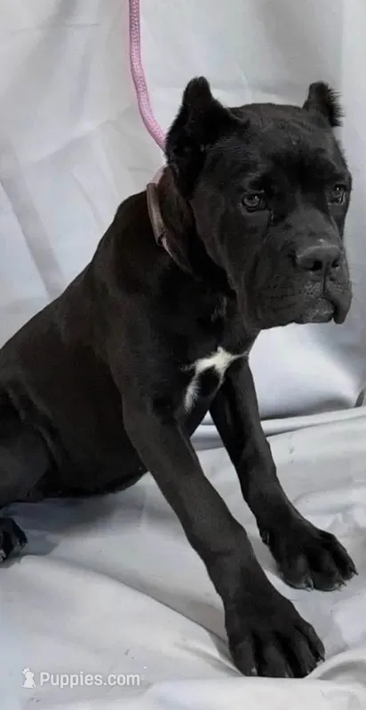 Stella – Cane Corso puppy for sale in Clarksdale, MO
