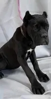 Stella, a female Cane Corso for sale in Clarksdale, MO – 1 of 4