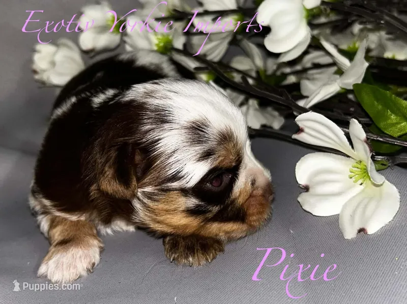 Pixie  – Yorkshire Terrier puppy for sale in Clarksdale, MO