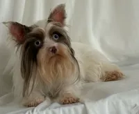 Chanel , a female Yorkshire Terrier for sale in Clarksdale, MO – 1 of 2