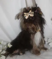 Mini, a female Yorkshire Terrier for sale in Clarksdale, MO – 3 of 3