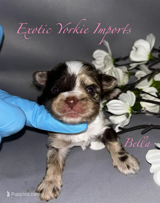 Bella – Yorkshire Terrier puppy for sale in Clarksdale, MO
