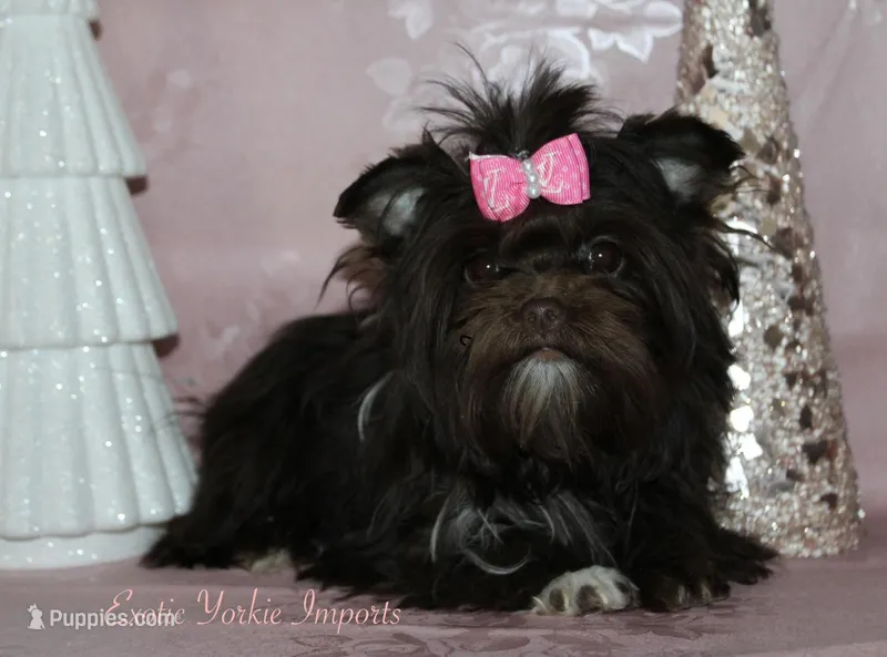 Melinia – Yorkshire Terrier puppy for sale in Clarksdale, MO