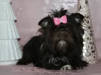Melinia, a female Yorkshire Terrier for sale in Clarksdale, MO – Photo 1 of 2