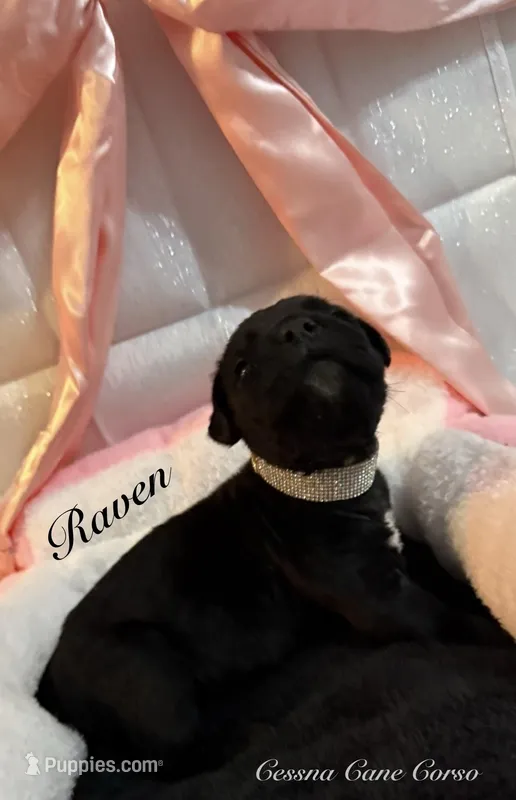 Raven – Cane Corso puppy for sale in Clarksdale, MO