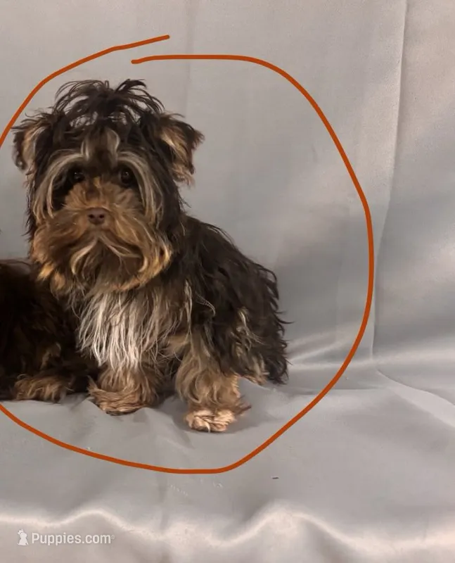 Mimi – Yorkshire Terrier puppy for sale in Clarksdale, MO