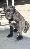 Stella, a female Cane Corso for sale in Clarksdale, MO – 1 of 3
