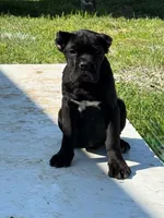 Stella, a female Cane Corso for sale in Clarksdale, MO – 3 of 3